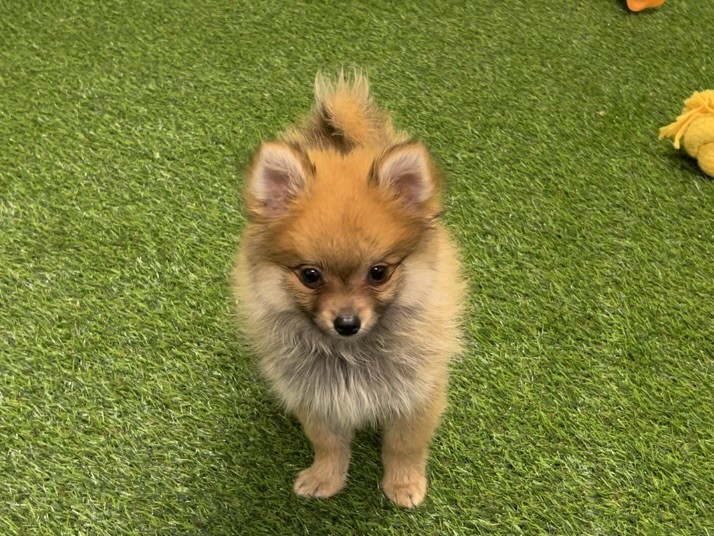 Miniature Spitz male Puppy for sale 002041113